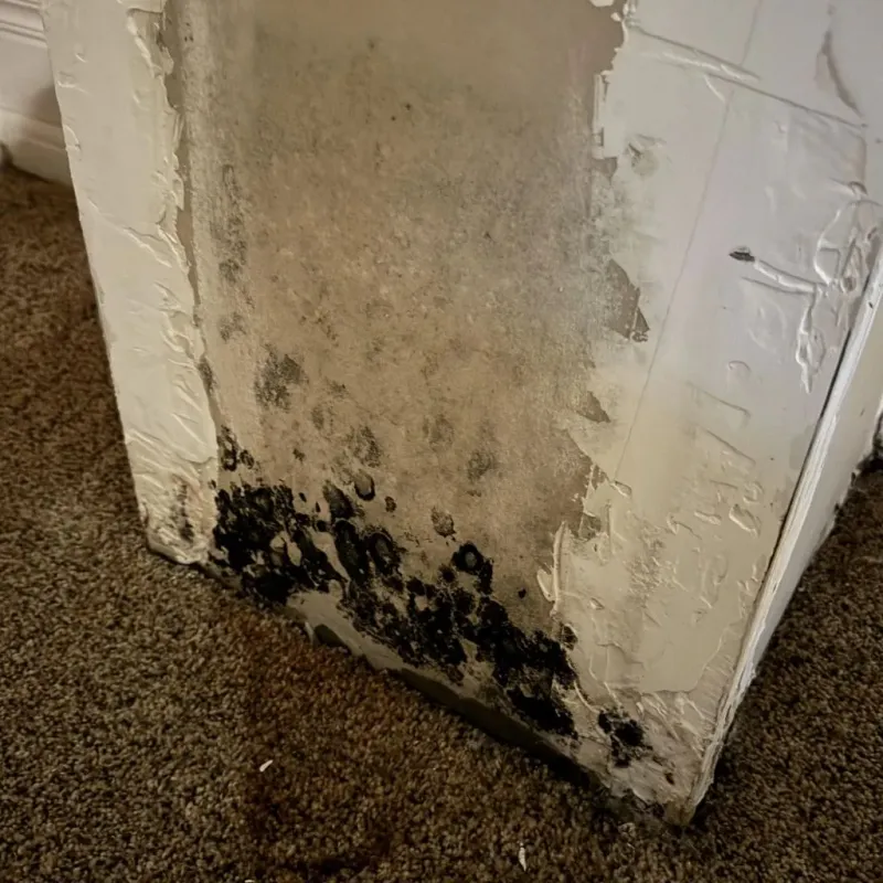 Professional Mold Removal in Kane County, IL